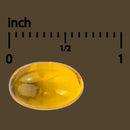 Yellow oval object with white centers on a brown background with an inch measurement scale.